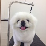 ペキニーズ　カイ君２６８